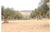 terrain agricol 6hectar ain rahma bouficha
