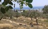 TERRAIN 450 MREZGA HAMMAMET NORD