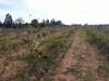 Terrain 350m compagne Hammamet bonne affaire