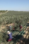 terrain agricole 3000 avec studio lindaria bouficha