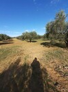 terrain agricole 2 hectare 5000 hatous sidi jdidi hammamet