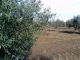 terrain 56 hectares avec une grande villa à zaghouen