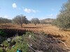 terrain agricole 1 hectare titré à sidi khelifa bouficha