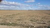 terrain agricole nu 17 hectare à sidi said wed kharroub