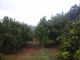 Ferme Agricole de 11 hectares à Soliman