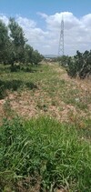 terrain agricole de 2 hec sidi saaid bouficha