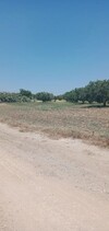 sidi saaid bouficha terrain agricole de un hectare avec 60 oliv