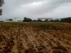 un terrain agricole de 5 hectares planté