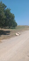 terrain agricole de un hectare avec 60 olivilers
