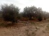 A vendre 1000m² a 3 min de hammamet sud