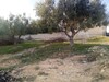 un terrain hamammet nord proximite plage 5 minute