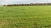 terrain agricole 40000m2