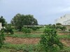 TERRAIN SOUMA iii ui Hammamet