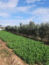 A VENDRE TERRAIN AGRICOLE A MANNOUBA