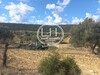 3 hectares a vendre de la ville Sidi jedidi  hammamet yasmine