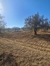 TERRAIN HIRONDELLE yy Sidi Hammed