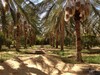 Palmeraie et Terrain nu