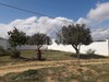 Un superbe terrain à vendre à Hammamet à 80 MD