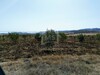 Un terrain de 4 hectares à vendre à 650 MD