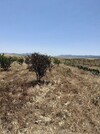 Av terrain 6500m avec titre bleu a hammamet