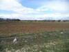 av terrain agricole 9000m a hammamet