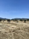 av terrain de 8500m a latrech hammamet