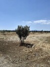 av terrain de 8500m situé a latrech hammamet