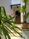 Duplex CHAMS HAMMAMET CENTRE VILLE HA
