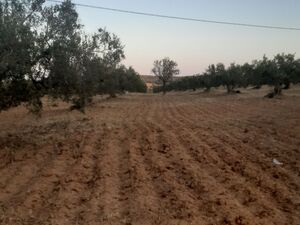 av terrain 15000m² a hammamet