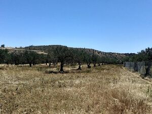 av terrain agricole a hammamet