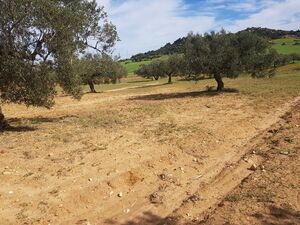 av terrain de 3000m a hammamet sud