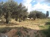 av terrain 408m² a hammamet sidi jdidi