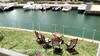 Villa Hirondelle H al à La Marina Yasmine Hammamet
