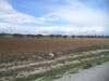 av terrain 9000m² de 140md à hammamet sud