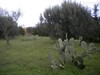 Opportunity not to be missed field to villa in Hammamet