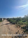 TERRAIN GINA AV à Hammamet vers Birbouregba