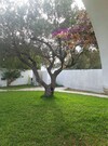 Villa JINEN HAMMAMET NORD SS