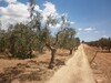 Field has 10 minutes from Hammamet Sidi M'Hamed