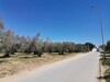 Terrain Birbourekba Mango Hammamet V