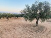 Terrain de 4018 m² à Hammamet Sud à vendre à 160 dt m²