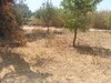 a large agricultural land in the Somma