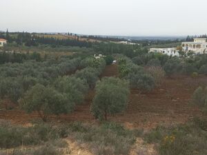 Opportunité à saisir: terrain agricole à Mornag