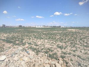 Vente d'un terrain agricole à El Maamoura plage
