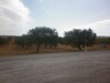 A ne pas rater cette offre Terrain a la compagne de Hammamet