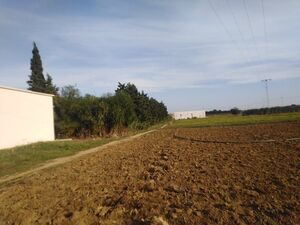 terrain agricole a kelibia
