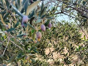 terrain agricole pour votre futur investissement