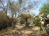 sale of land to Wed rih Hammamet