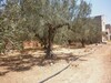 for sale land 234 m has birbouragba hammamet