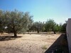 Terrain de 500 m compagne a 10 min de Hammamet