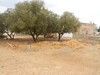 vente terrain à bâtir à hammamet nord